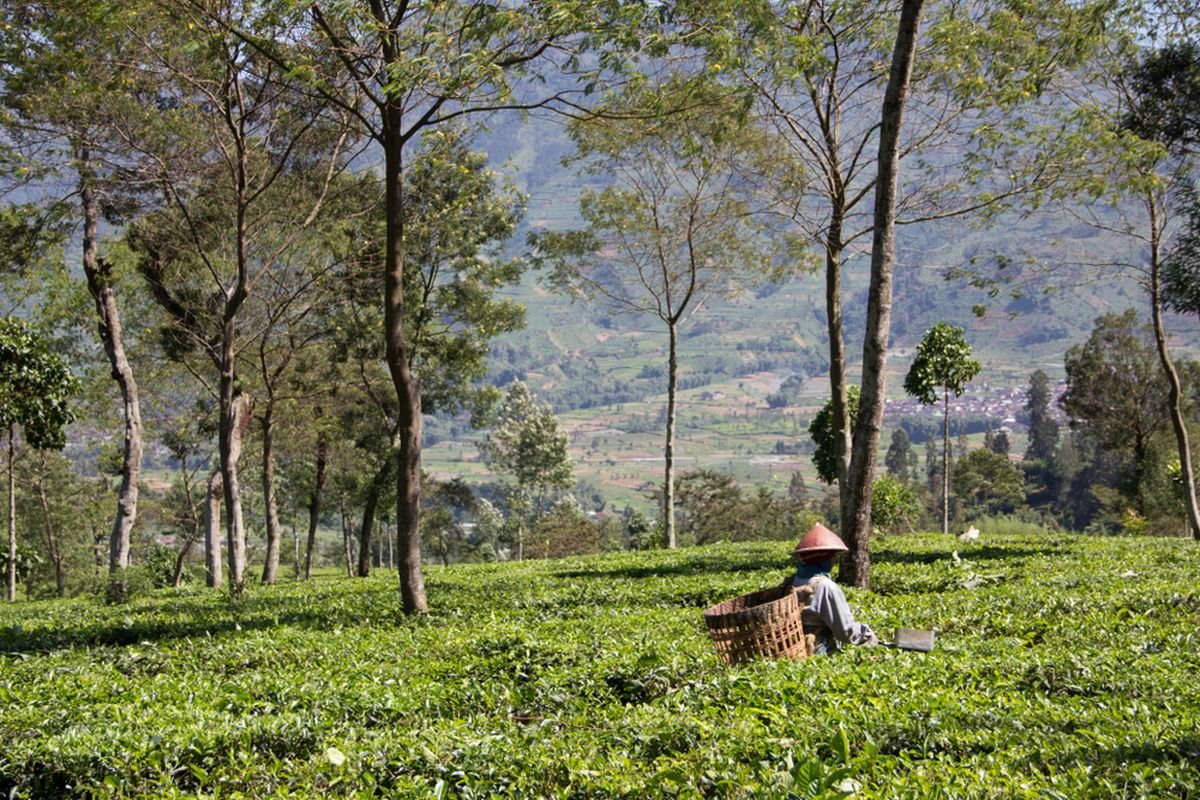 Kebun Teh Panama