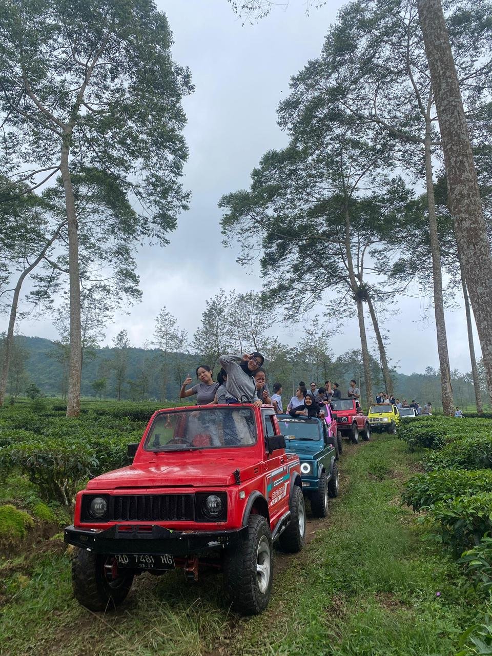 Konvoi Jeep Melewati Kebun Teh